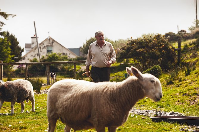 Dublin to South West 5 Day Small-Group Tour with Accommodation - Key highlights worth your attention