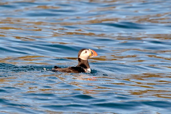 Exhilarating Rib experience - Dingle sea safari - Key highlights that make this RIB safari worth it