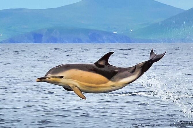 Exhilarating Rib experience - Dingle sea safari - Comfort check: the ride is exhilarating, and not everyone loves every minute