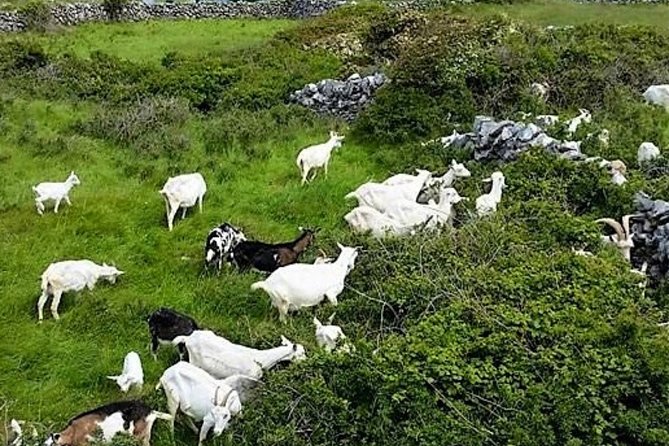 Food, heritage & cultural tour Inishmore, Aran Islands. Guided. - Stop 6: Seal Colony viewing at low tide, when the island goes quiet and small