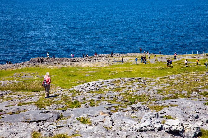 From Dublin: Cliffs of Moher, Bird of Prey & Aillwee Cave - Bird of Prey Demonstration: A Worthy Swap (Not a Copy-Paste Replacement)