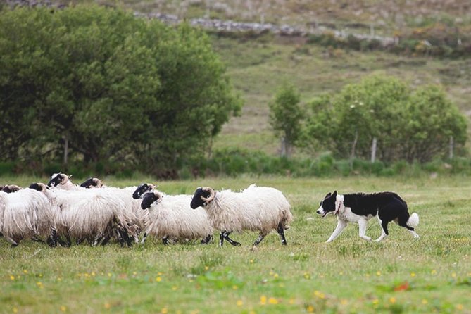 From Dublin: Wicklow, Glendalough, Waterfall & Sheepdog demo - The bus ride experience: comfort, sound, and what to expect on Wicklow roads