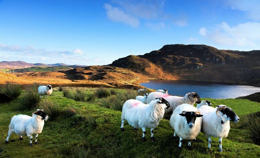 From Galway: Castles of Connemara Full-Day Tour - Key Points to Know Before You Go