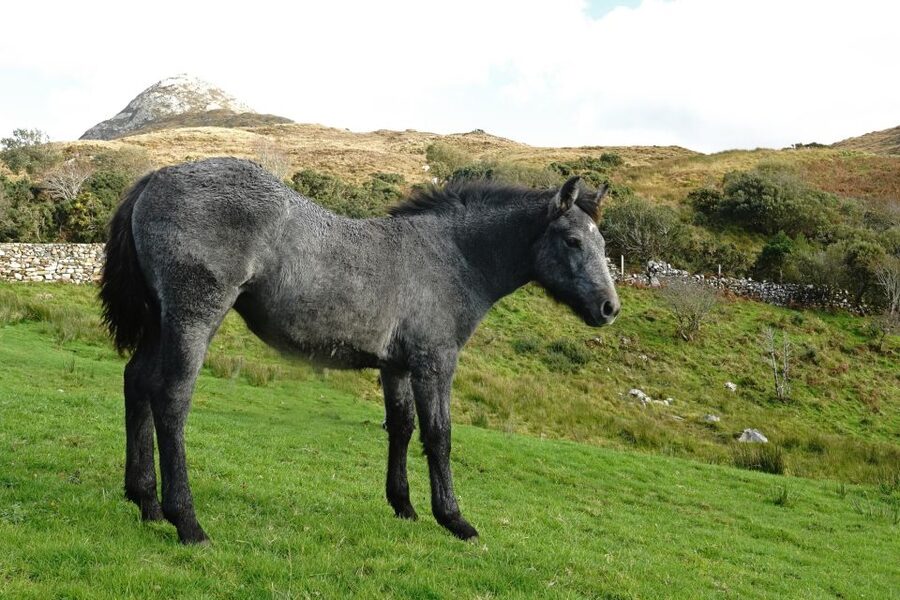From Galway: Connemara National Park Full Day Tour - Planning your 2 hours on the trail: route choice and timing tips