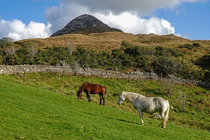Galway to Connemara National Park Day Tour - Leenane Valley stop: a quick taste of fjord country
