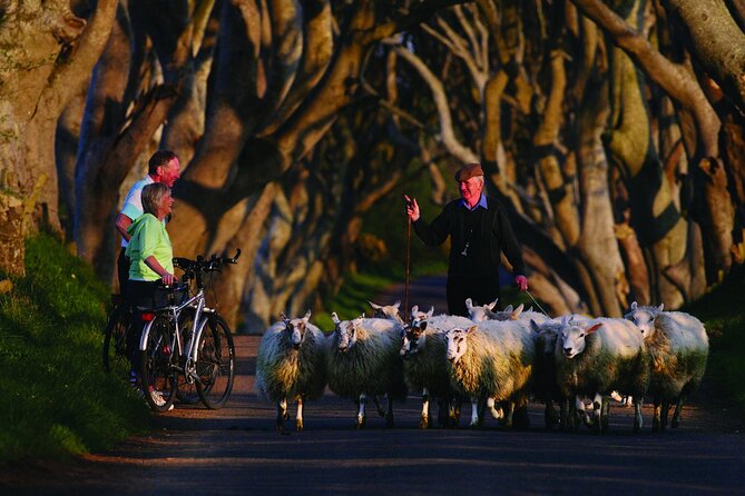 Giant's Causeway with the Titanic Exhibition and the best of Northern Ireland - The Dark Hedges: a short stroll with a film-famous spooky vibe