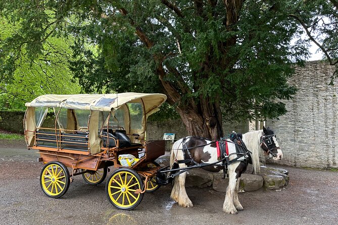 Jaunting Car Tour in Killarney National Park - Your Driver-Guide: Humor, History, and Local Recommendations