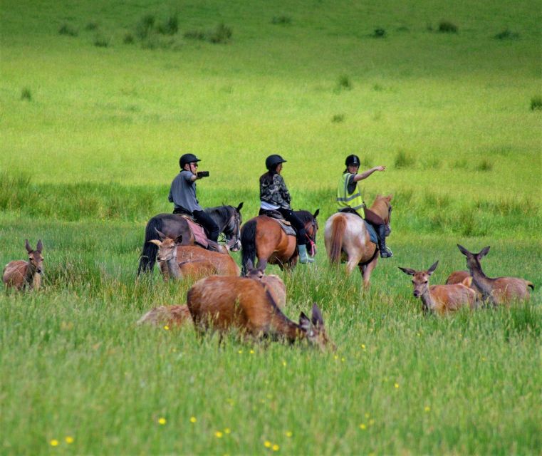 Kerry: Guided Horse Riding Tour in Killarney National Park - Key highlights worth booking for