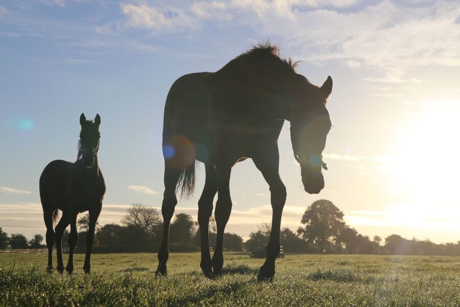 Kildare: Irish National Stud & Gardens - Irish National Stud & Gardens: what you’re really paying for