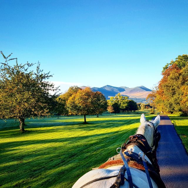 Killarney: 1-Hour Jaunting Car Horse and Carriage Tour - Why a jaunting car in Killarney feels different than a bus or taxi