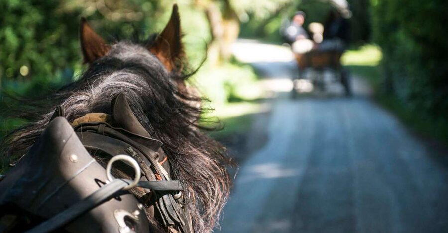 Killarney: 1-Hour Jaunting Car Horse and Carriage Tour - The stories that tie the ride together: O’Donoghue legend to Cromwellian fall