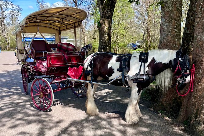 Killarney Jaunting Car Tour - The Wildlife Factor: Red Deer and Sika Deer Along the Route