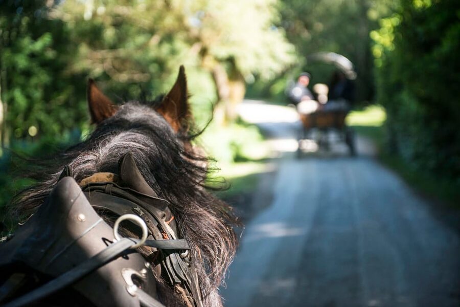 Killarney: Jaunting Car Tour with Afternoon Tea - Key highlights