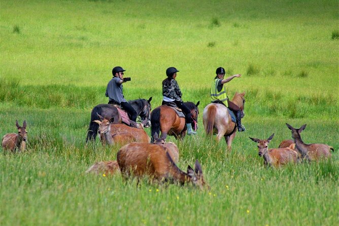 Killarney National Park Horseback Ride. Co Kerry. Guided. 3 hours. - The 8:30 AM start, meeting point, and how to avoid stress
