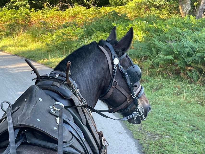 Killarney National Park Jaunting Car Tour - Starting point at Beech Road and the St Mary’s Cathedral kickoff