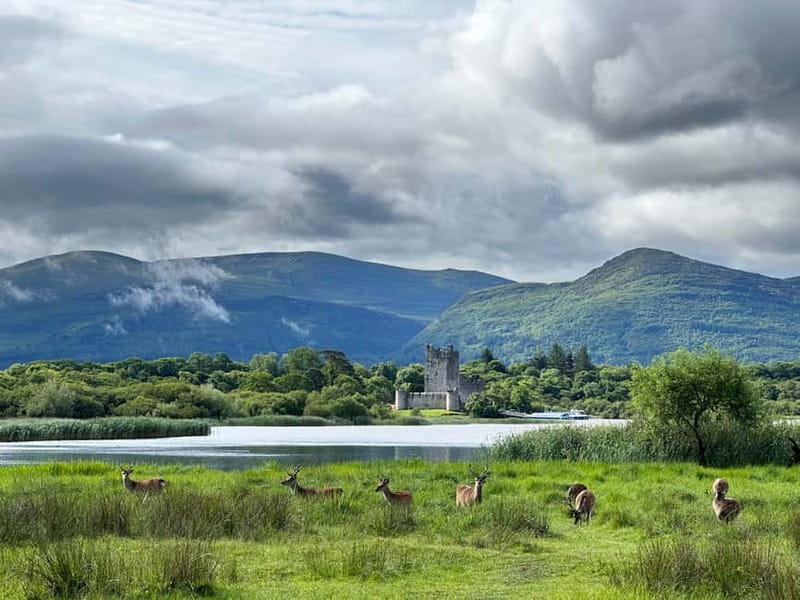 Killarney National Park Tour - Key Things to Notice Before You Go