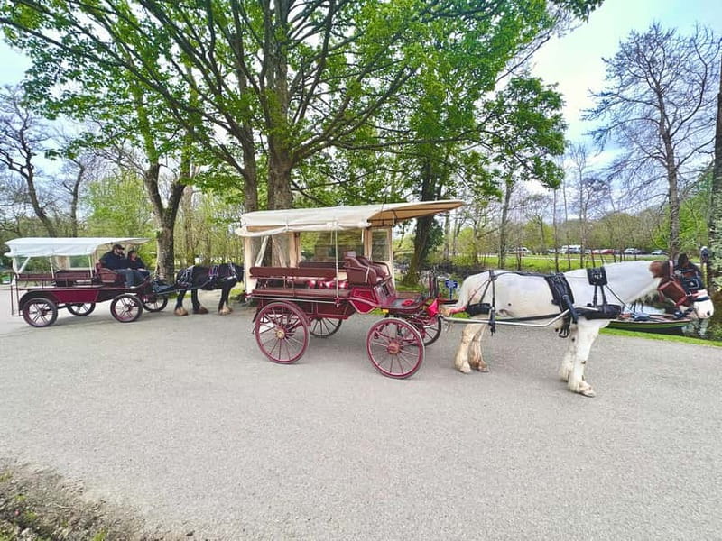 Killarney National Park Tour - The Deenagh Lodge Tea Cottage Moment (and How to Use It)