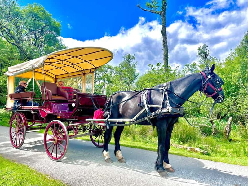 Killarney National Park Tour - Who This Tour Suits Best (and Who Might Want a Different Plan)