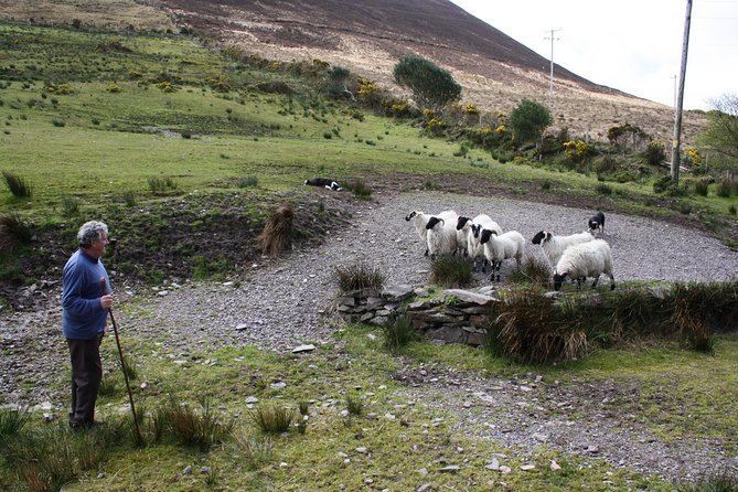 Killarney Super Saver: Dingle and Slea Head Day Trip plus Ring of Kerry and Killarney Lakes Day Trip - Why this Killarney super saver format works