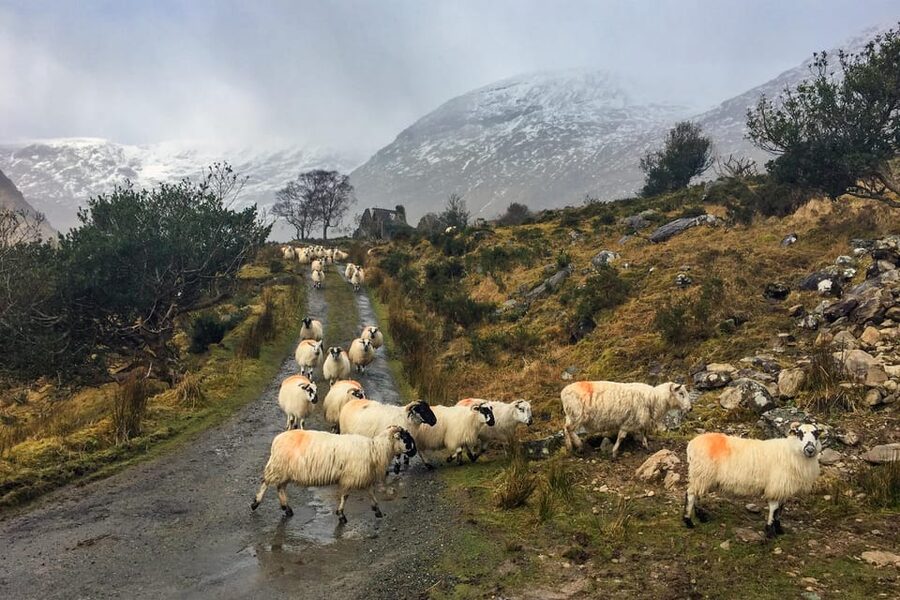 Killarney: The Ring of the Reeks - Backroads Rural Tour - Pickup, roads, and pacing: the logistics that shape the day