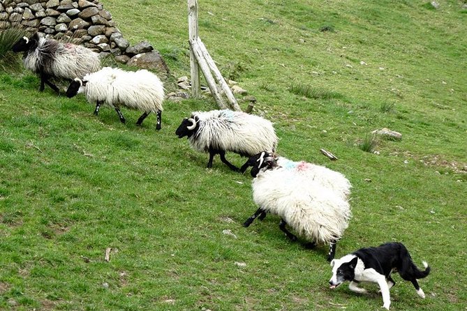 Private Connemara Day Tour - Killary Sheep Farm: sheepdog work, shearing, and turf cutting