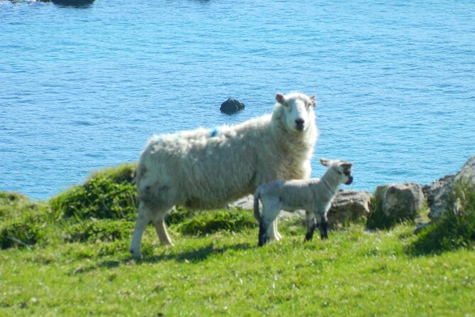 Private Full-Day Tour to Dingle and Slea Head - Clogher Strand: a photo opportunity you should not skip