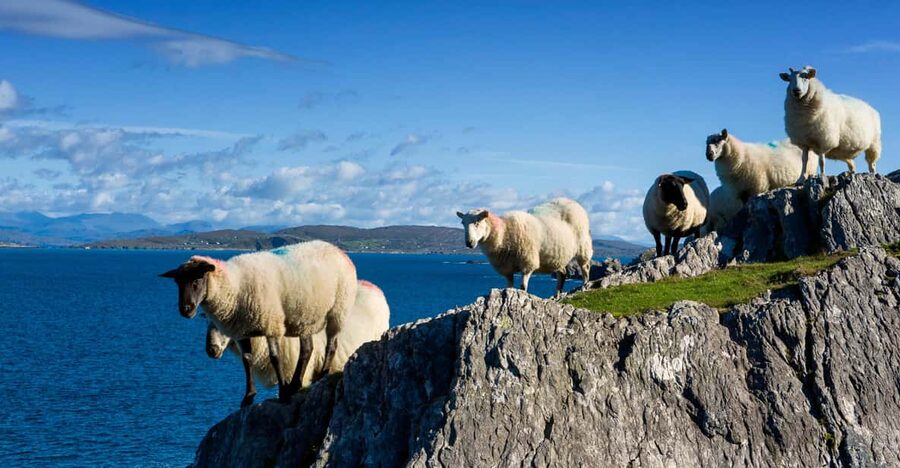 Private Wild Atlantic Day Tour from Cork - Picking your coast style: Kinsale and Clonakilty versus the big headland days