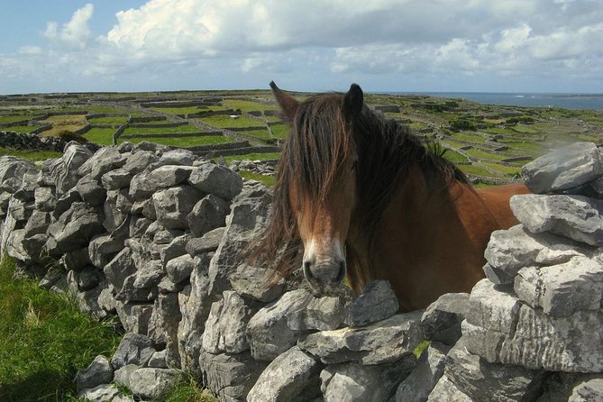 Ring of Kerry Day Tour from Cork: Including Killarney National Park - Food, comfort, and staying sane on a long route