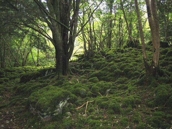 Ring of Kerry Day Tour from Limerick: Including Killarney National Park - Ring of Kerry Day Tour from Limerick: The Big Idea