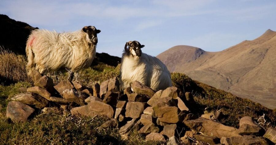 Ring of Kerry Full-Day Tour from Limerick - Price and value from Limerick: what you get for $62