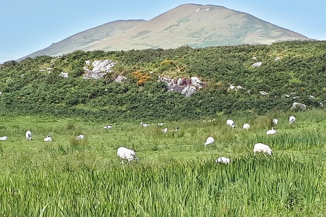 Ring of Kerry & Skellig Ring - Private Mini Bus Tour - The 9:30 am Start in Killarney: How Pickup Shapes Your Day