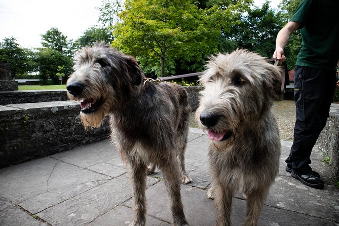 Skip the Line: Bunratty Castle and Folk Park Admission Ticket - Food, Tea Rooms, Gift Shop, and the Souvenir Photo Trap