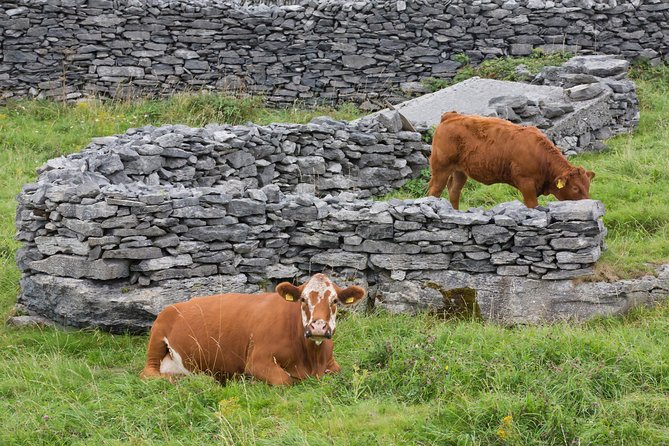 Small Group - Cliffs Cruise, Aran Islands AND Connemara in One Day from Galway - The Optional Horse and Cart Ride to Plassey Shipwreck