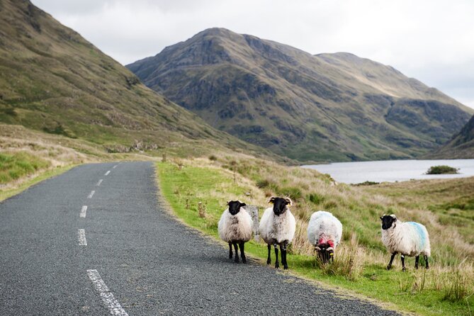 Small Group Kylemore Abbey, Sheepdog Demo & Connemara Tour - Guides, narration, and why you feel “led,” not pushed