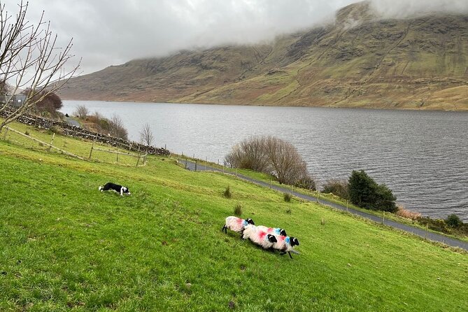 Small Group Kylemore Abbey, Sheepdog Demo & Connemara Tour - What to bring so the day stays comfortable