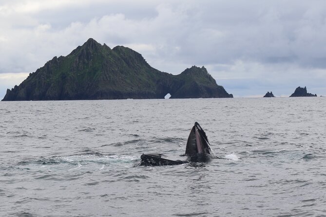 The Great Blasket Island Experience - Premium Tour - The 11:00 am to 12:30 pm stretch: speed, caves, and dolphin chances
