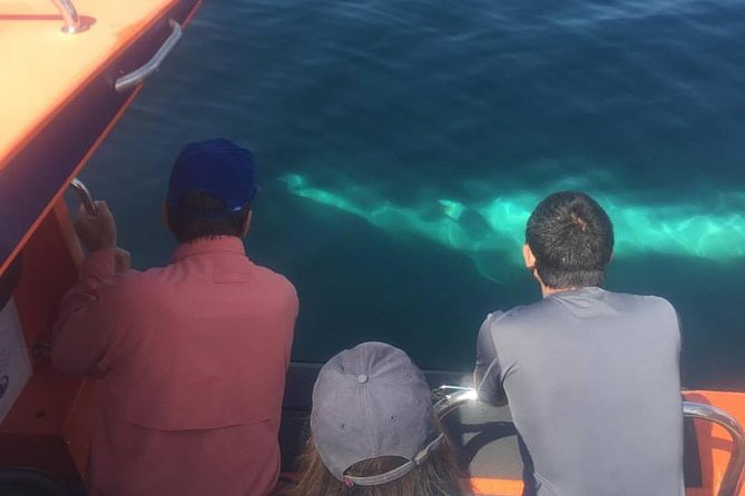 The Great Blasket Island Experience - Premium Tour - Small touches that change the day (binoculars and your own island pace)