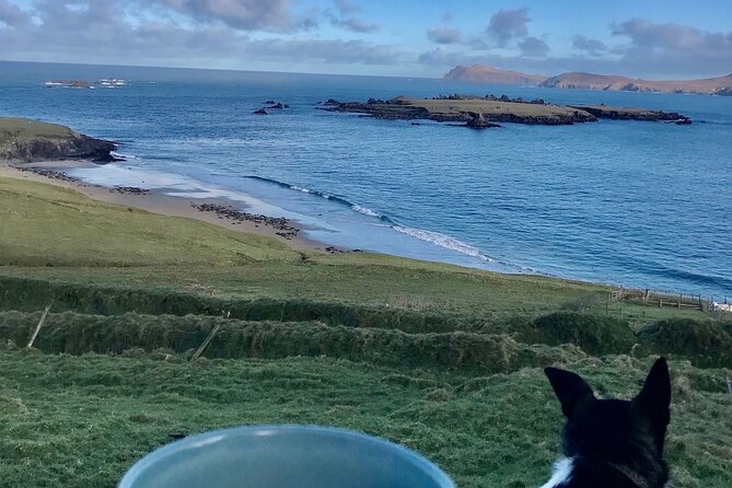 The Great Blasket Island Experience - Premium Tour - The wildlife payoff: what you might see along the way