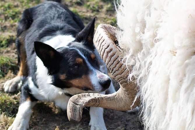 Visit traditional working sheep farm with sheepdog demo. Galway. - A working Connemara sheep farm is the point of this trip