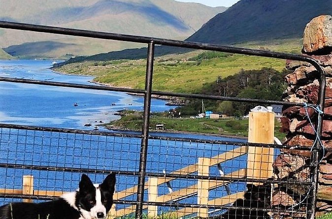 Visit traditional working sheep farm with sheepdog demo. Galway. - The sheepdog herding demo: why it feels so fast and so smart