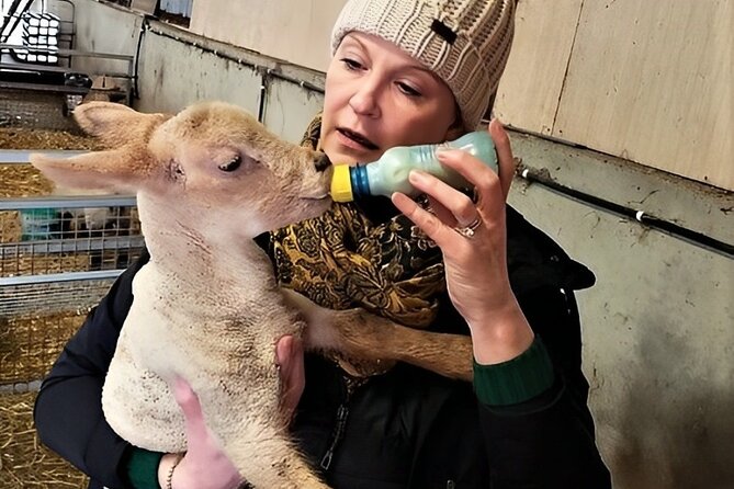 Visit traditional working sheep farm with sheepdog demo. Galway. - Hand shearing in summer, with traditional hand shears