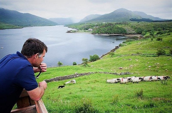 Visit traditional working sheep farm with sheepdog demo. Galway. - Price and value: $24.45 for an hour of real work