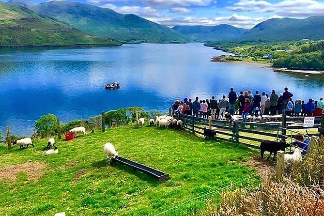 Visit traditional working sheep farm with sheepdog demo. Galway. - Meeting Tom at Killary Sheep Farm, and choosing where to stand