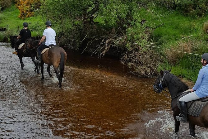 Wicklow Mountains Horse Trekking - Small group ride, big difference: attention and horse matching